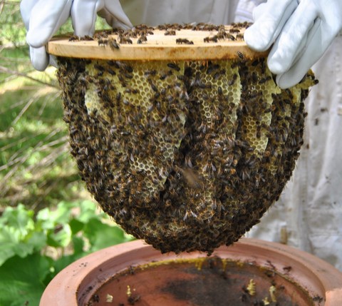 Comment aborder cette problématique qui mène la vie dure aux abeilles.